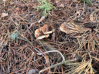 Грибники, к бою: в январе рязанские леса заполонили опята