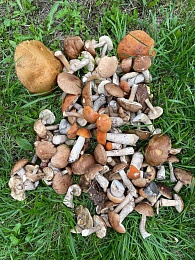 В Рязанской области 4 района накрыл урожай белых грибов