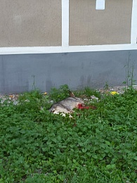 В Рязани мужчина пытался зарезать собаку кухонным ножом - 62ИНФО В Рязани мужчина пытался зарезать собаку кухонным ножом