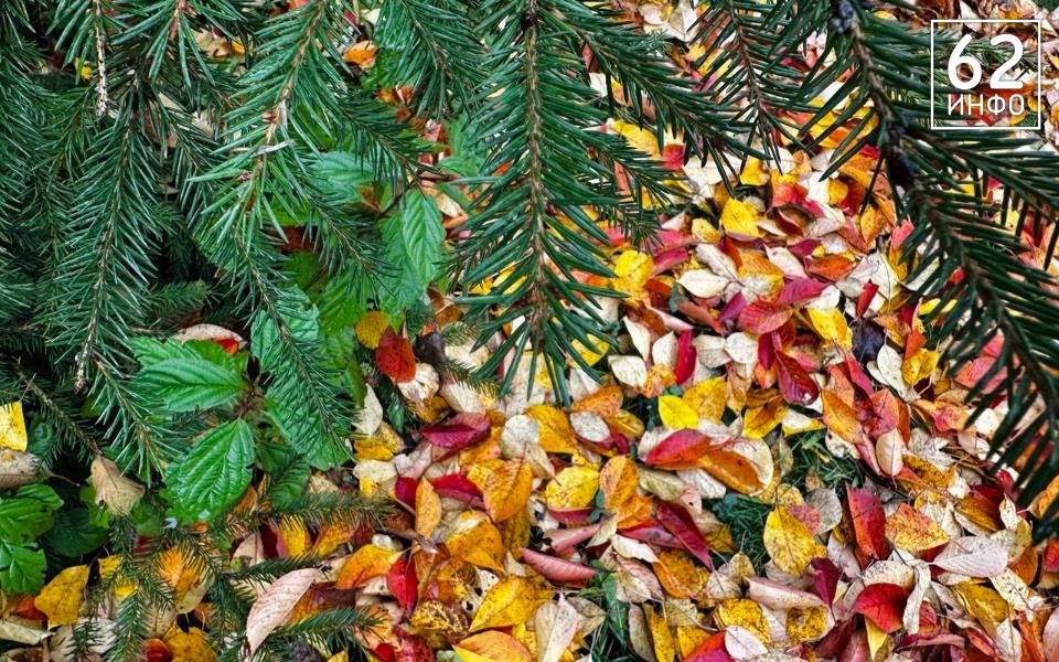 В Сараях наступила самая тёплая за последние 10 лет ноябрьская погода - 62ИНФО