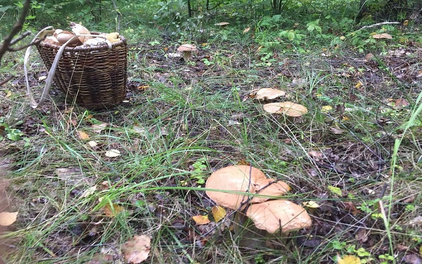 В Рязанской области ждут мощную грибную волну