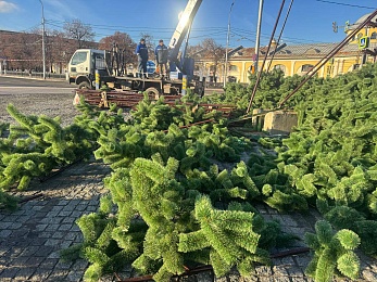 Ёлку в центре Рязани установят в течение трёх дней