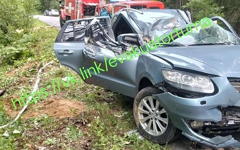 В Клепиковском районе дерево упало на машину, погиб один человек