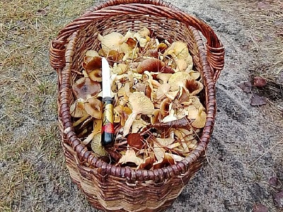 Рязанцы продолжают собирать грибы