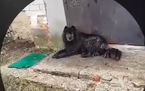 Соцсети: две скопинки пострадали от бродячей собаки