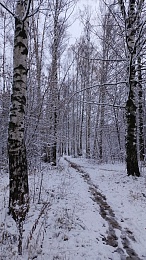 Рязанцы делятся фото первого снегопада в городе и в лесу