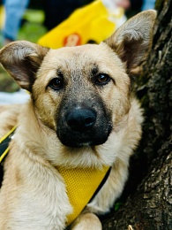 В Рязани 14 кошек и собак нашли новый дом за сутки