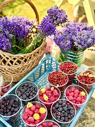 В селе Новосёлки Рыбновского района начался фестиваль «Малина»