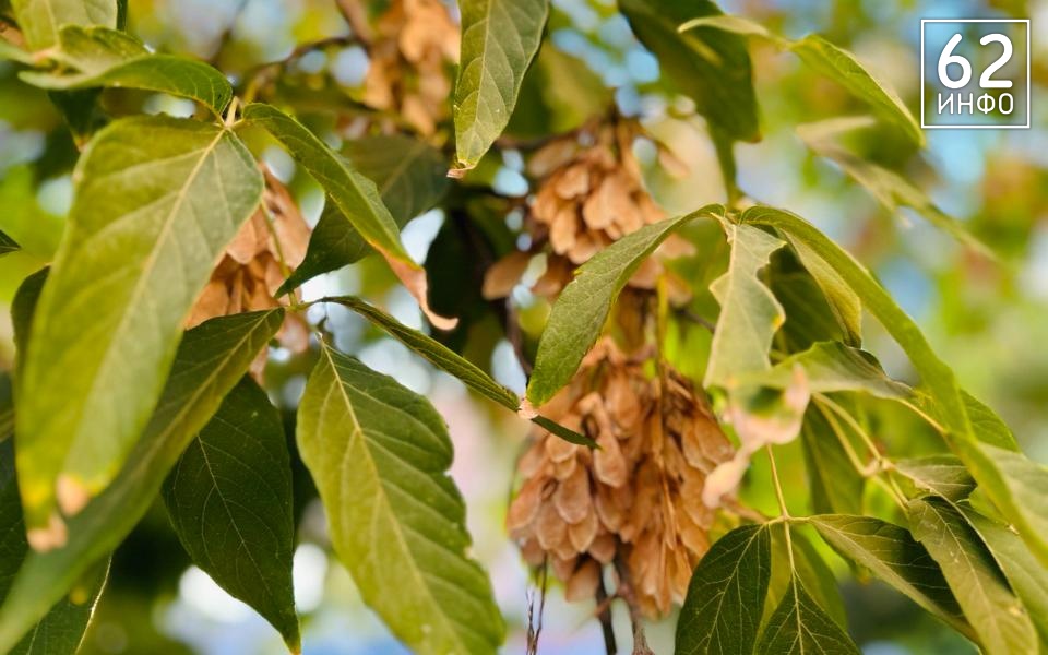 Рязанцам пообещали понедельник без дождя  - 62ИНФО