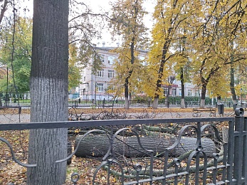 В Рязани корчуют деревья в сквере на Есенина - 62ИНФО В Рязани корчуют деревья в сквере на Есенина