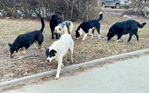 ГУ ветеринарии прокомментировало информацию о нападении собак в Канищеве