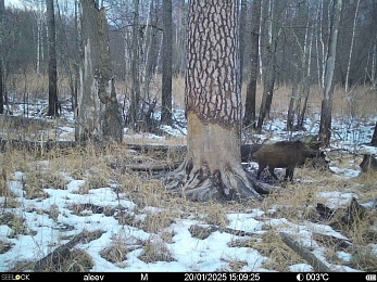Окский заповедник опубликовал фотозагадку про кабанов
