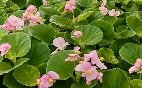 В Рязани высадят более 1,2 млн однолетних цветов