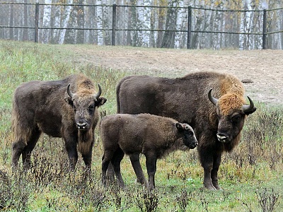В Окском заповеднике родились пять зубрят в этом году