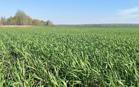 В Рязанской области зерновыми культурами засеяли 75% планируемой площади