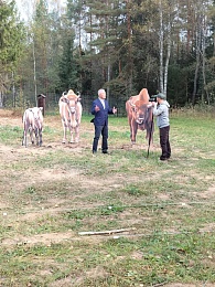 Зубры Месябр и Меледи переехали из Окского заповедника в «Смоленское Поозерье»