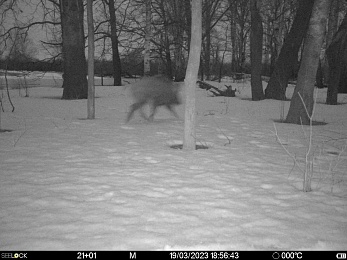 Окский заповедник показал снимки волков и рыси с фотоловушек