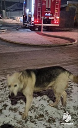 В Рязани пожарные вынесли женщину из горящего многоквартирного дома