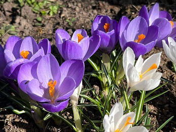 В Рязани цветут крокусы и пролески