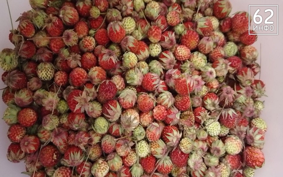 Ягодный год: рязанцы собирают клубнику и чернику ведрами - 62ИНФО Ягодный год: рязанцы собирают клубнику и чернику ведрами - 62ИНФО
