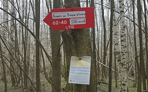 В лесу в районе Варских спасли группу грибников