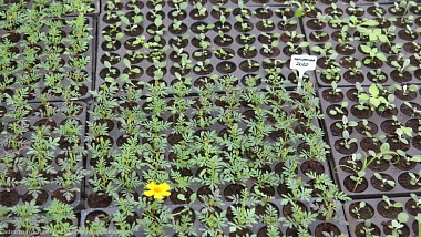 В Рязани клумбы украсят 400 тысяч однолетних растений