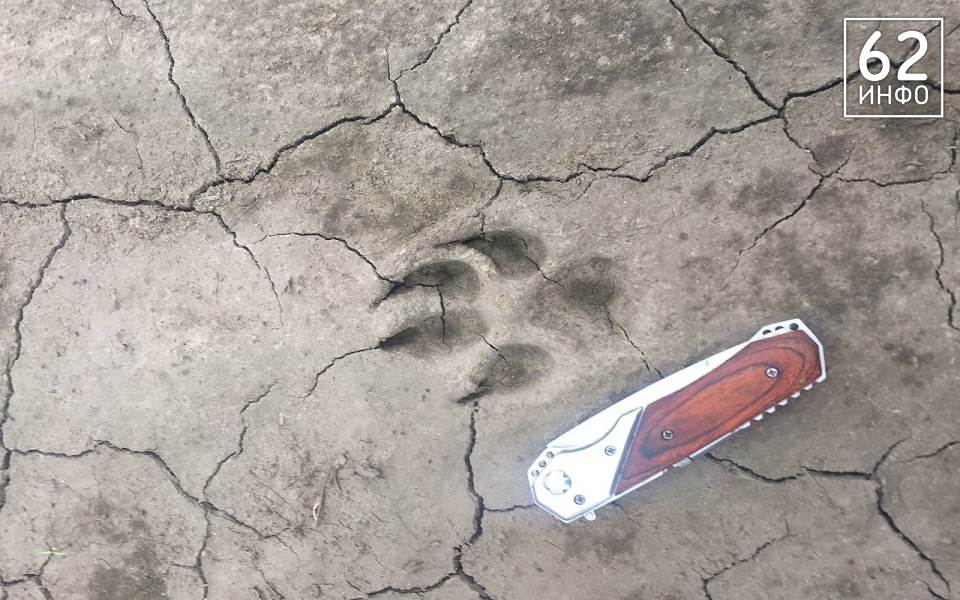 В Рязанской области создана комиссия по охотхозяйству - 62ИНФО