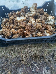 Строчки пошли: рязанцы делятся грибными местами