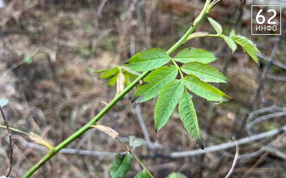 Аномальный февраль: в лесах под Рязанью распускается листва и растут грибы - 62ИНФО