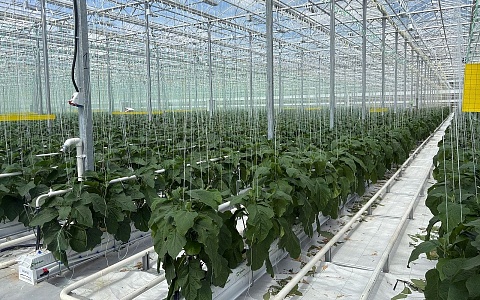 С начала года в теплицах Рязанской области собрали более 1,6 т овощей