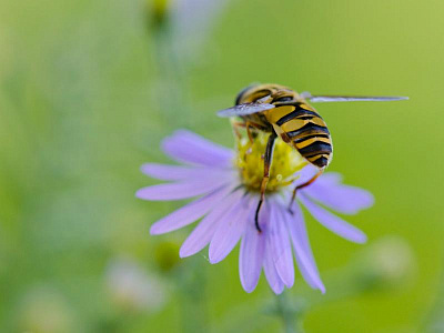 В Рязанской области в 2023 году было 16 массовых гибелей пчёл
